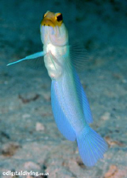 Yellow Headed Jawfish without a home. Taken with D100 and... by David Henshaw 